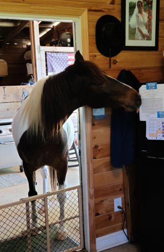 About Me Horsey